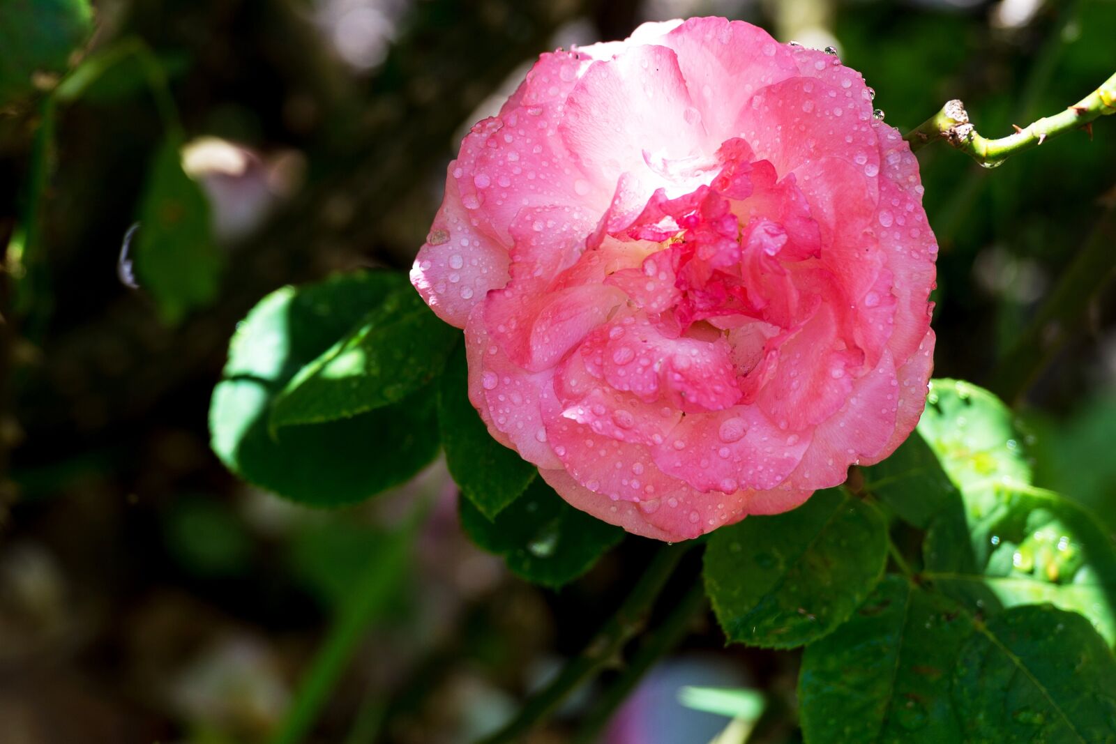 Nikon Df sample photo. Rose, pink, water photography