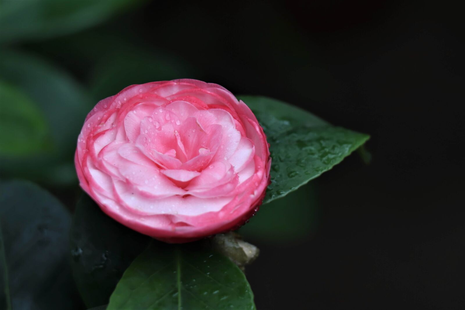 Canon EOS 77D (EOS 9000D / EOS 770D) sample photo. Flower, pink, bloom photography
