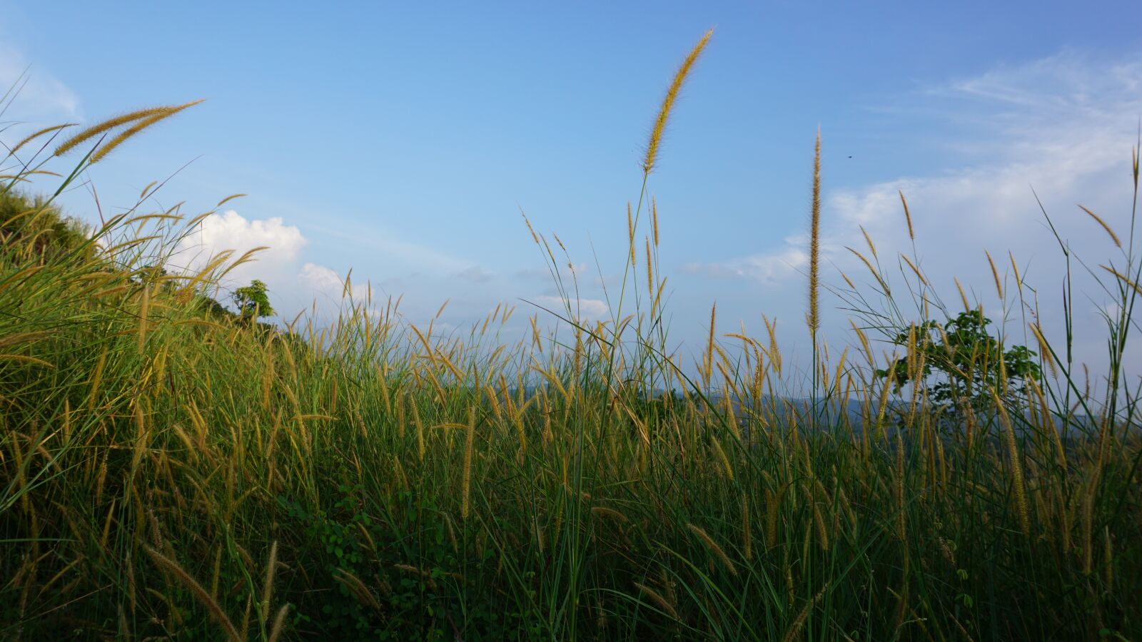 Sony a6000 sample photo. Nature, beauty, land photography