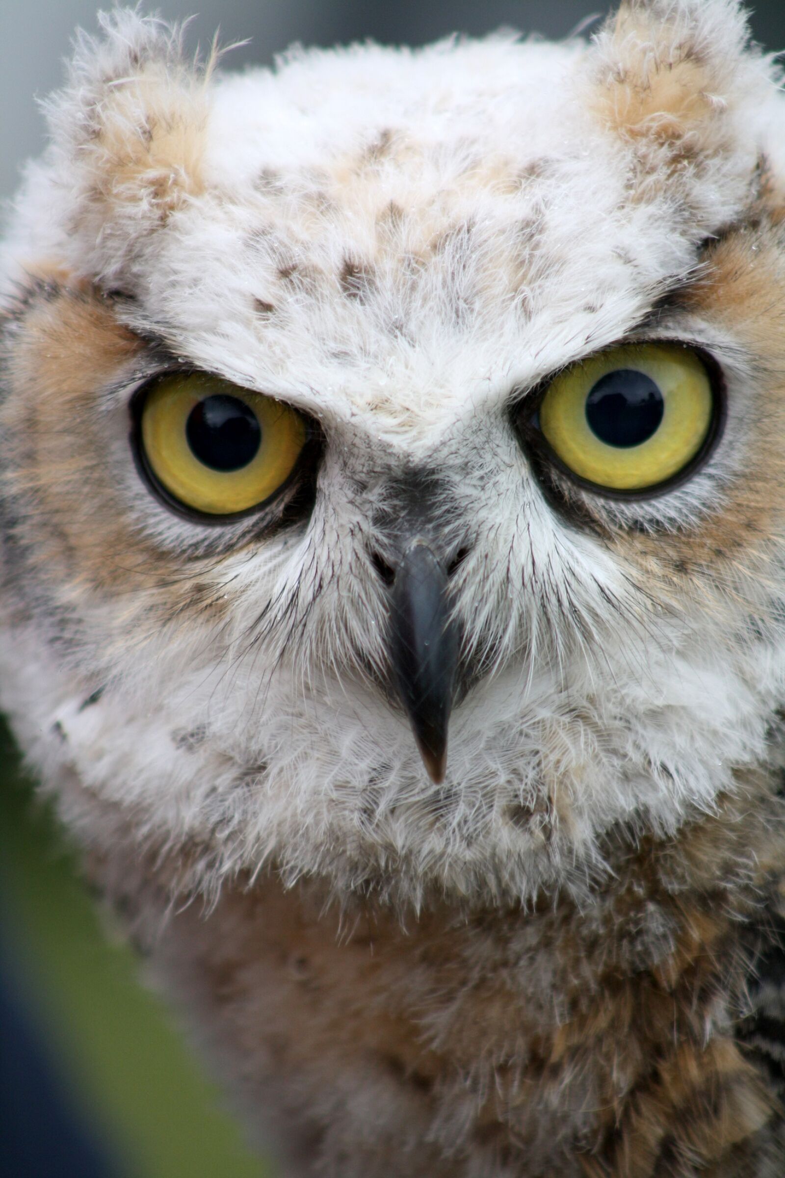 Canon EOS 1000D (EOS Digital Rebel XS / EOS Kiss F) sample photo. Owl, bird, wildlife photography
