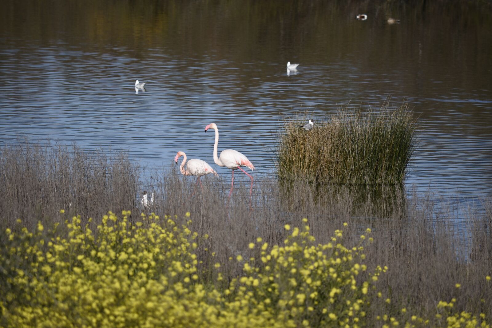 Nikon D610 sample photo. Lake, water, reflection photography