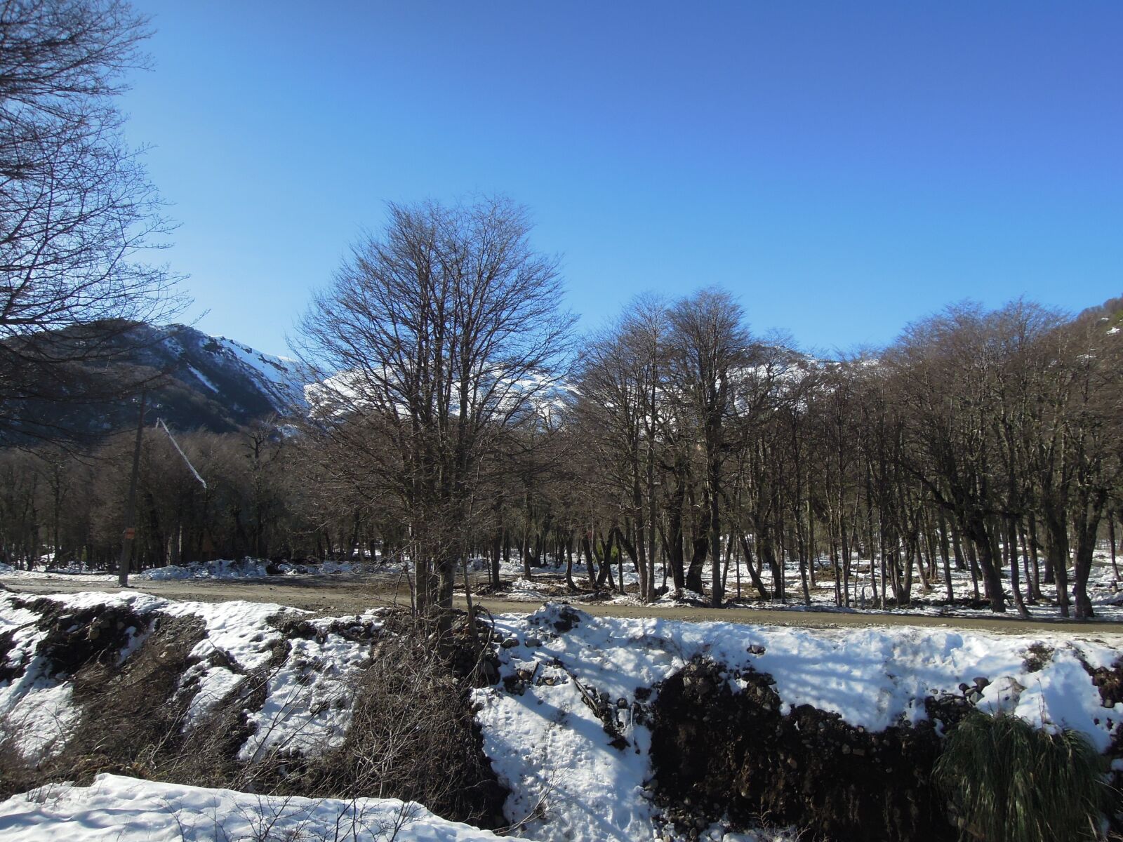 Nikon Coolpix P300 sample photo. Snow, trees, mountain photography