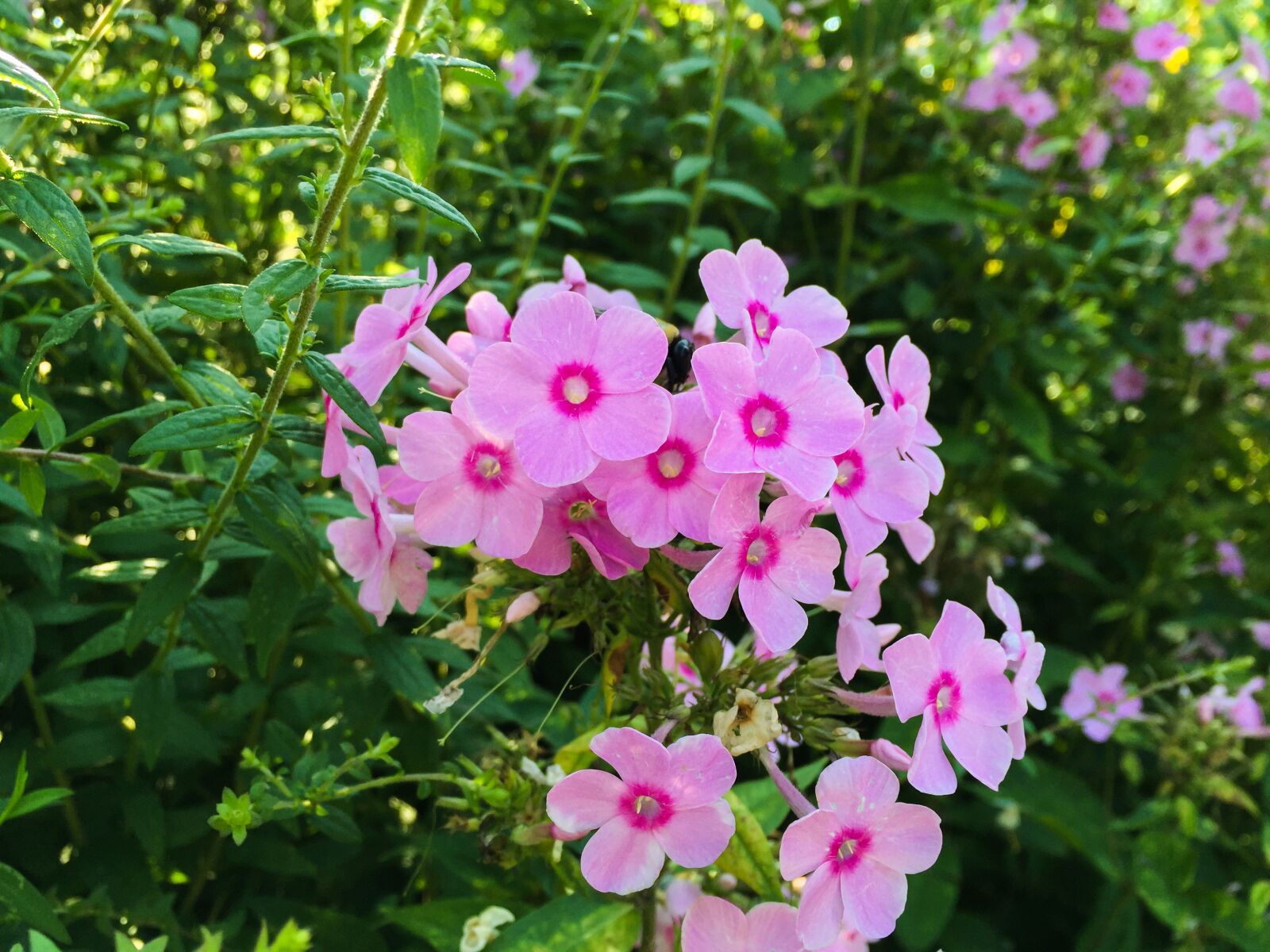Apple iPhone 6 sample photo. Pink, flowers, garden photography