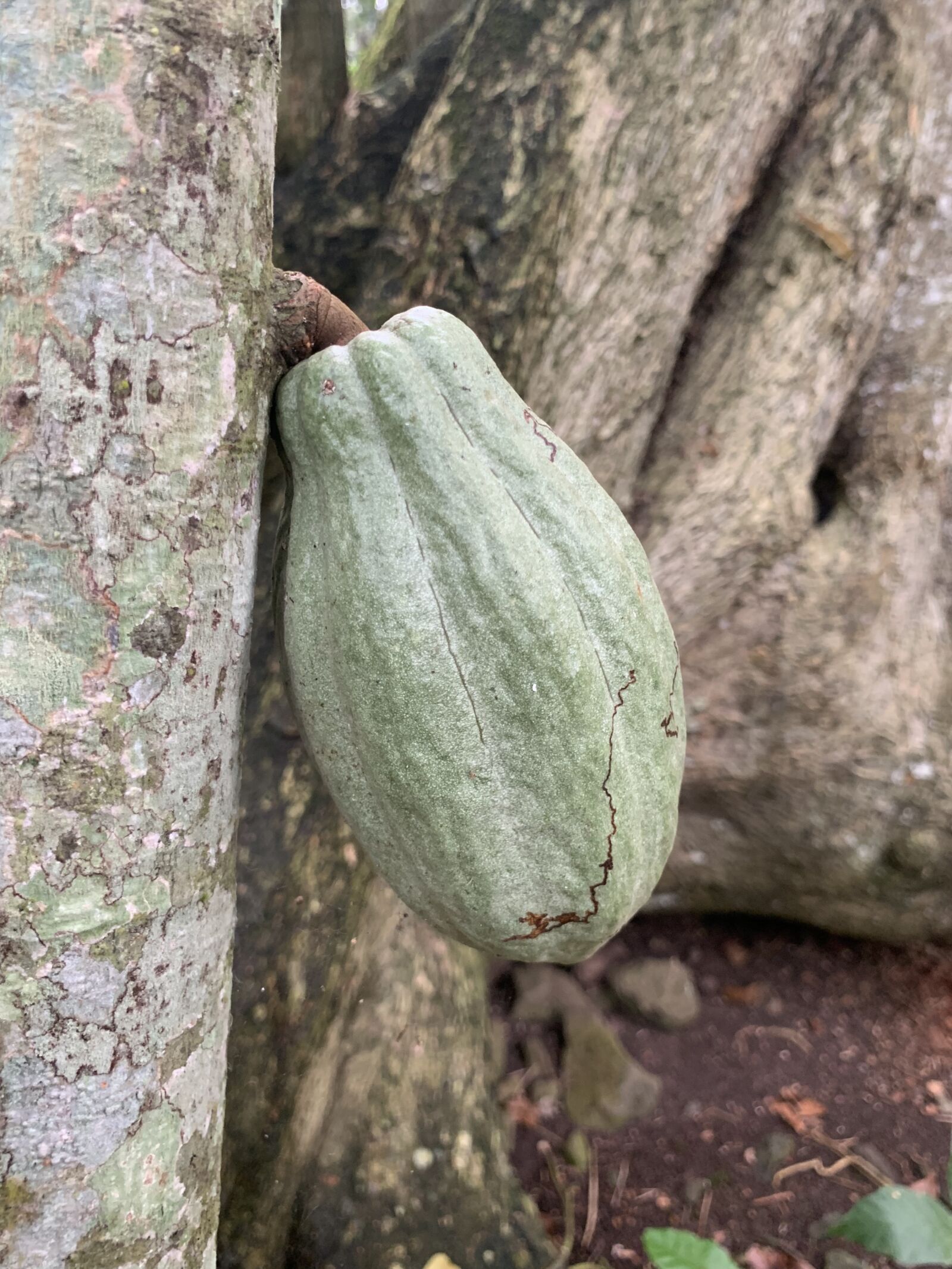 iPhone XS Max back dual camera 4.25mm f/1.8 sample photo. Cocoa pod chocolate, jungle photography