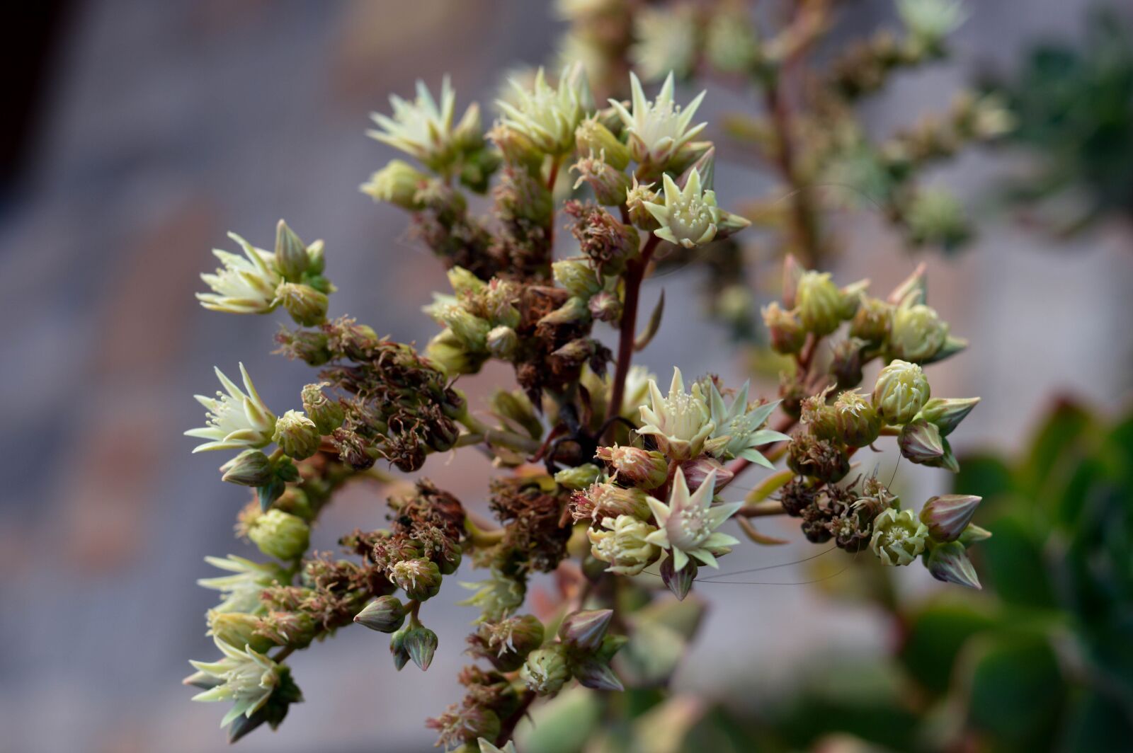 Nikon D3200 sample photo. Nature, tree, plant photography