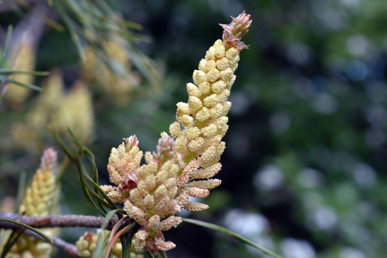 Nikon D3400 sample photo. Pine, spring, bud photography