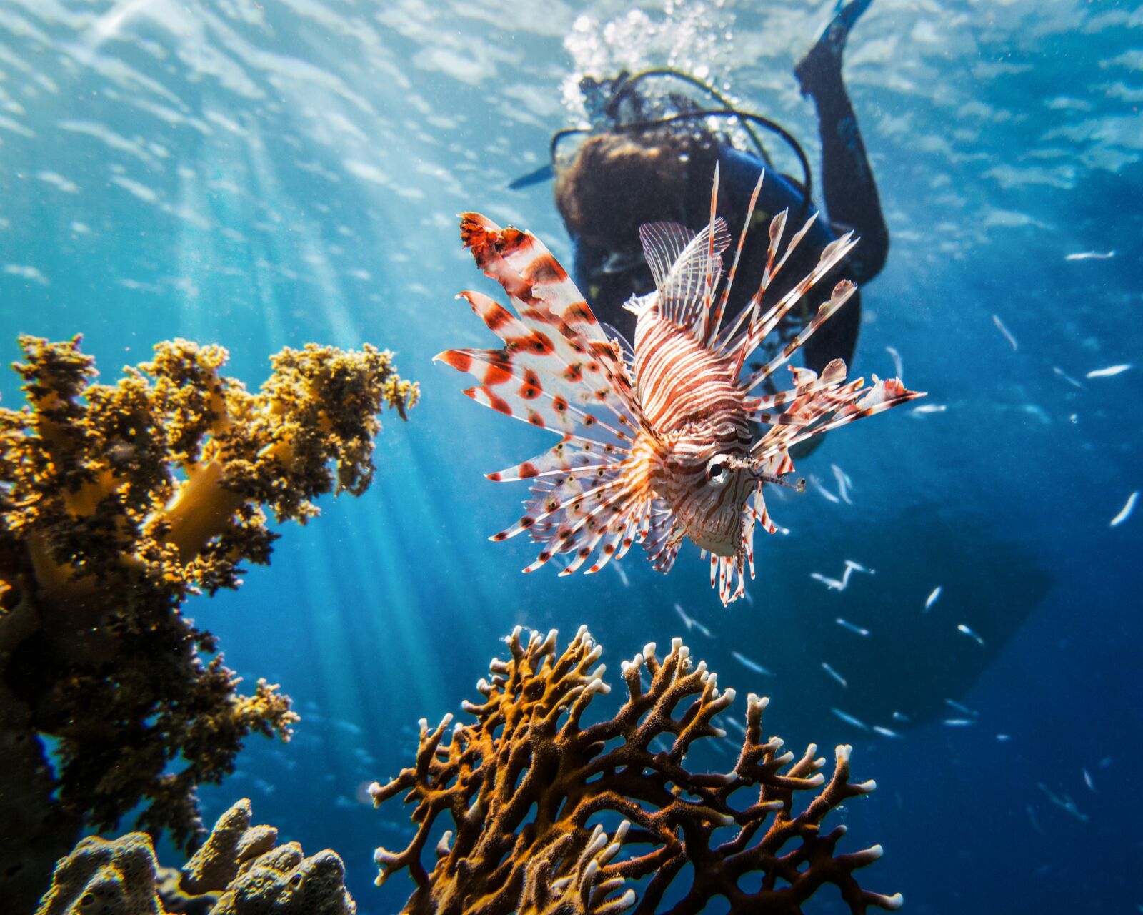 Canon PowerShot G1 X Mark II sample photo. Red sea, lionfish, scuba photography