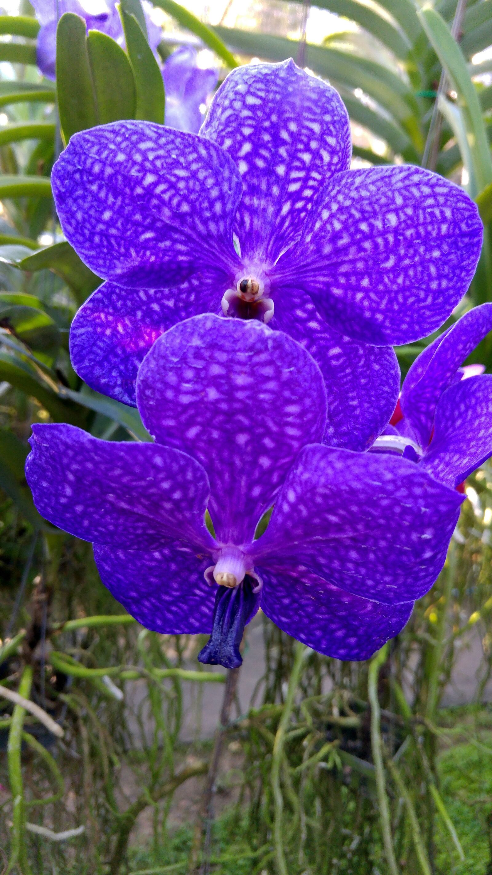 LG G4 sample photo. Orchid, plant, violet photography