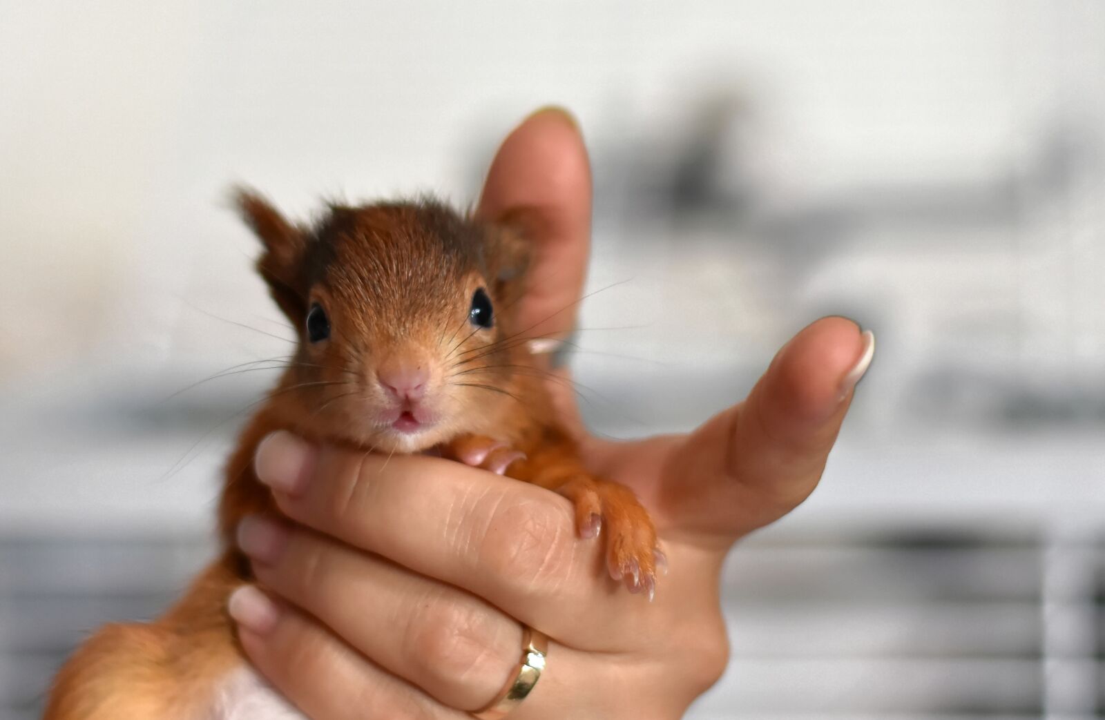 Nikon D7200 sample photo. Squirrel, young animal, small photography