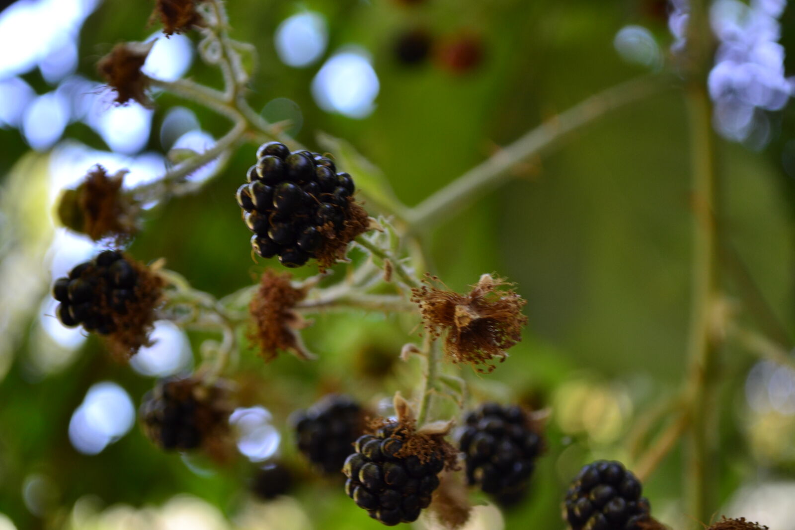 Nikon D3100 sample photo. A, blackberries, fruit, green photography