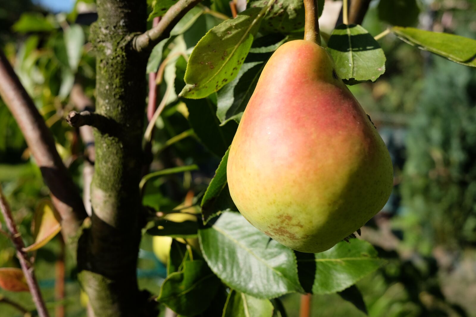 Fujifilm X70 sample photo. Pear, fruit, mature photography