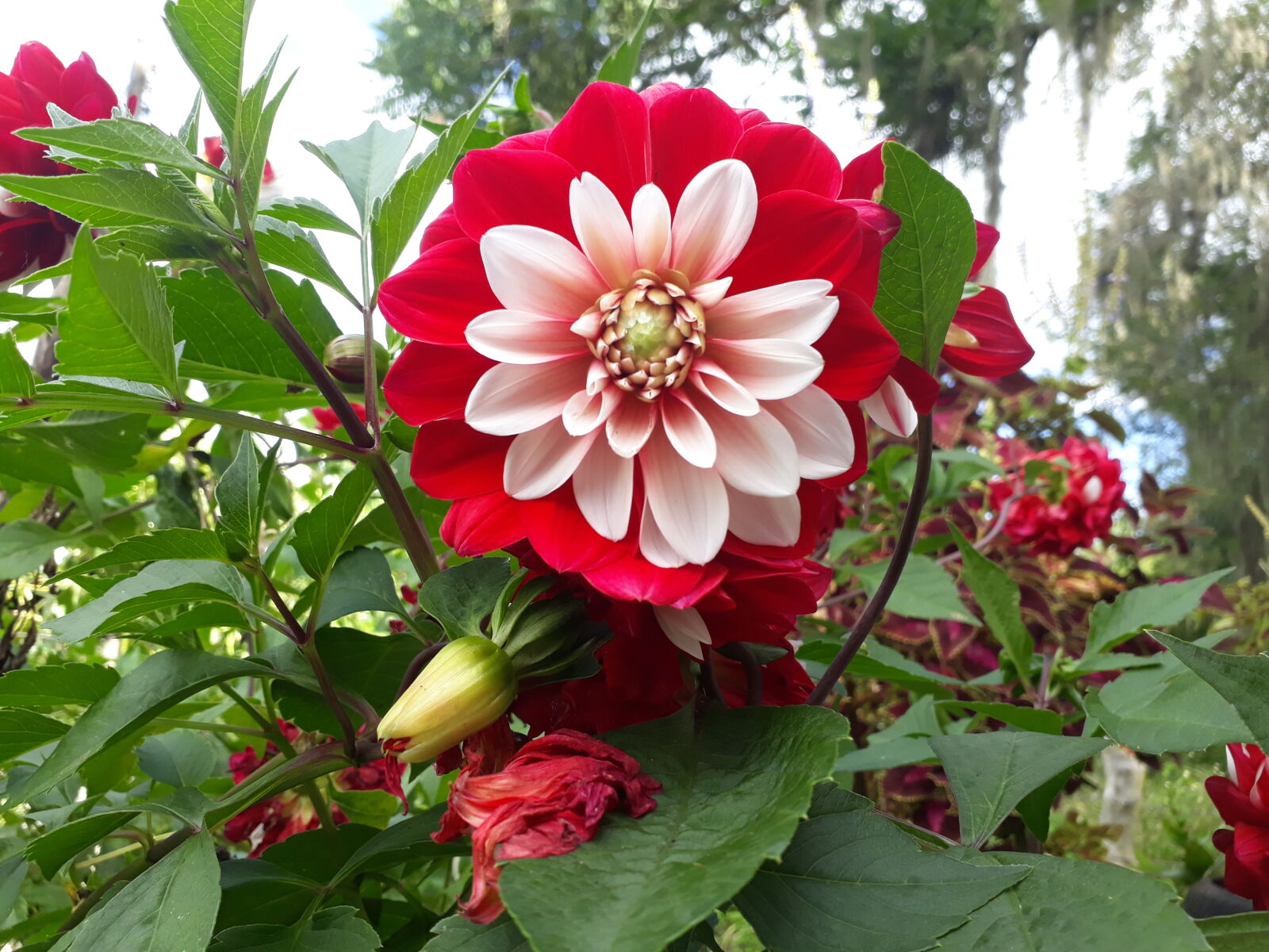 Samsung Galaxy J7 Prime sample photo. Colored photography