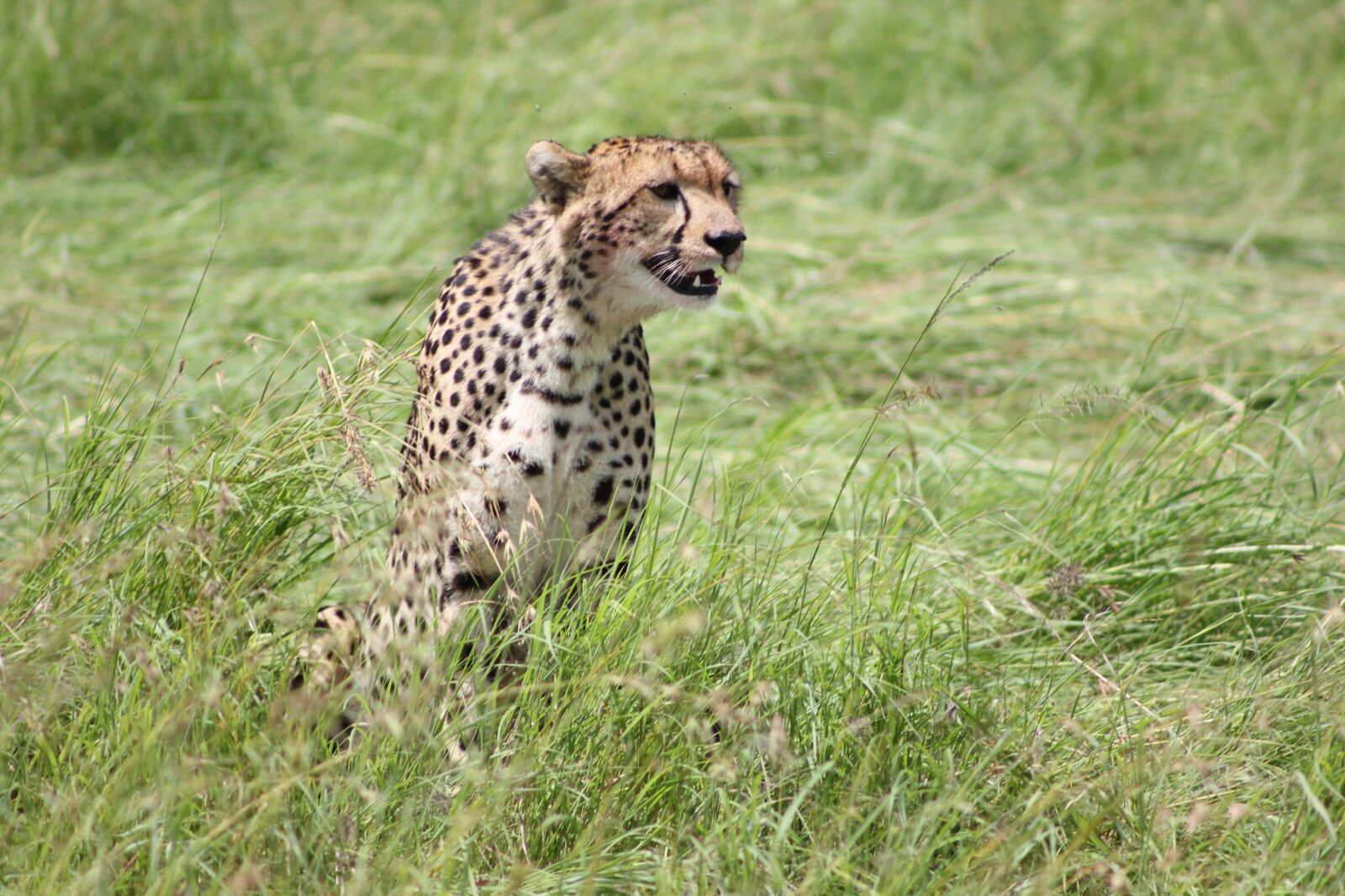 Canon EOS 550D (EOS Rebel T2i / EOS Kiss X4) sample photo. Cheetah, safari, wild life photography