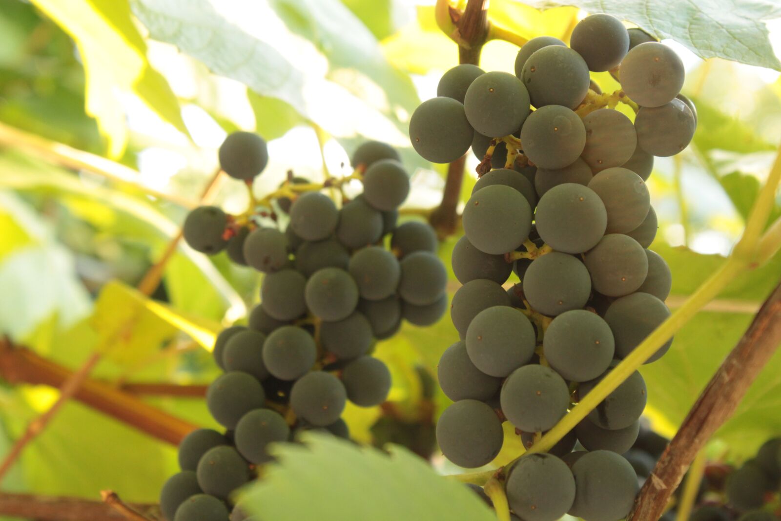 Canon EOS 500D (EOS Rebel T1i / EOS Kiss X3) sample photo. Vines, spray, fruit photography