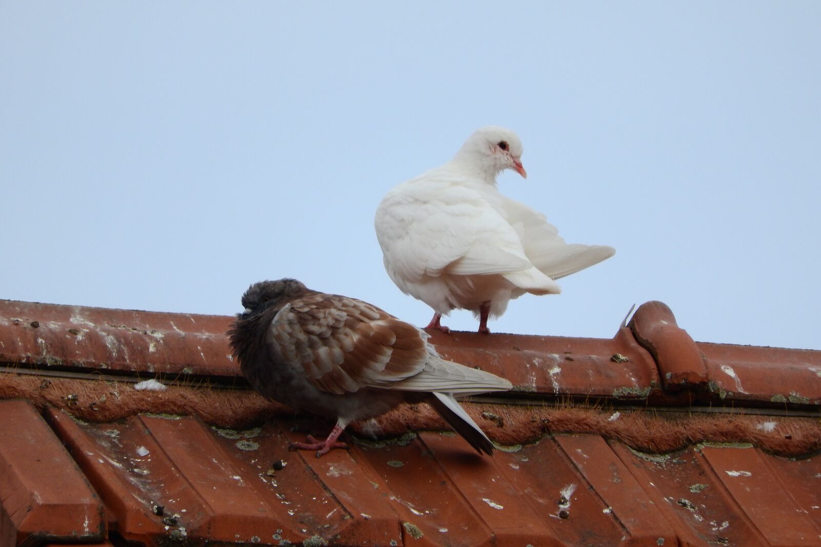 Nikon Coolpix P610 sample photo. Pigeons, the breeding of photography