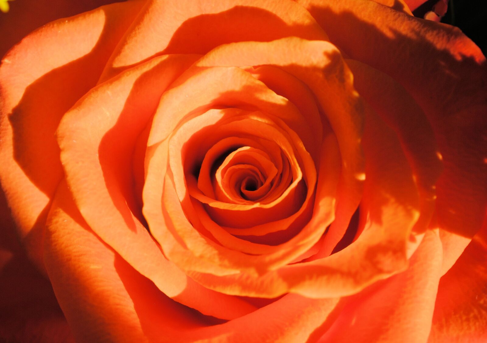 Nikon D3000 sample photo. Rose, orange, nature photography