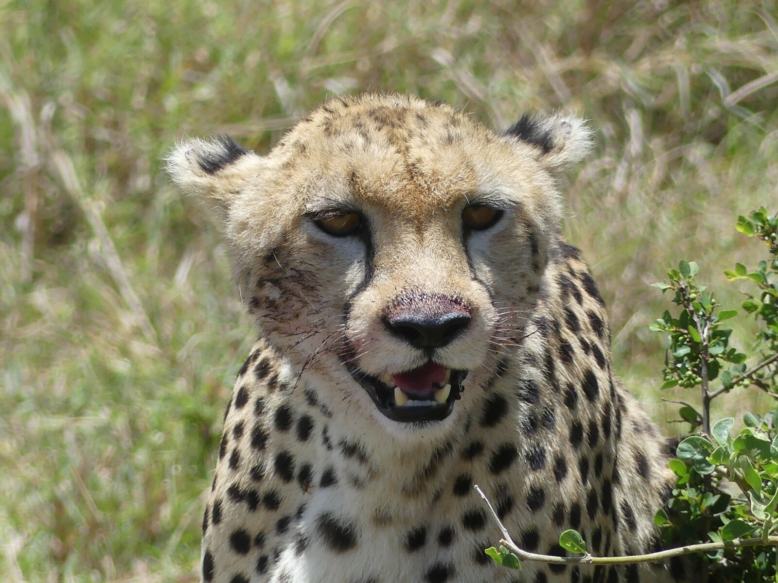 Panasonic Lumix DMC-FZ300 sample photo. Cheetah, kenya, wildlife photography