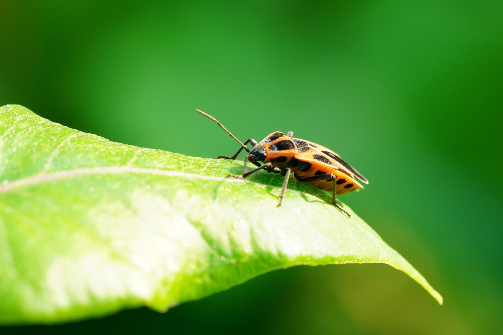 Sony a7R III + Sony FE 90mm F2.8 Macro G OSS sample photo. Insect, nature, summer photography