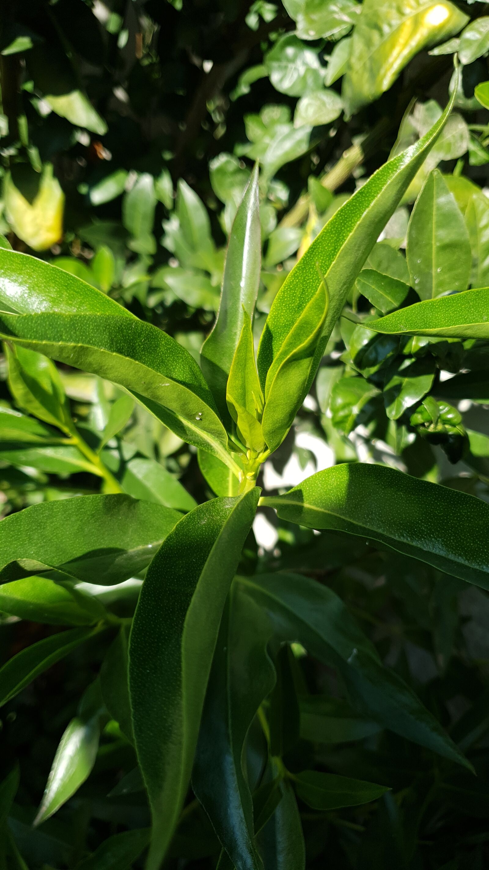 Samsung SM-G973F sample photo