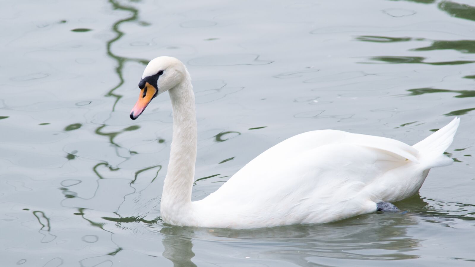 Nikon D750 sample photo. Animal, swan, goose photography