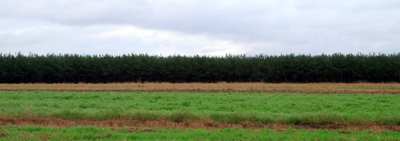 Pentax K-S2 sample photo. Meadow, forest, sky photography