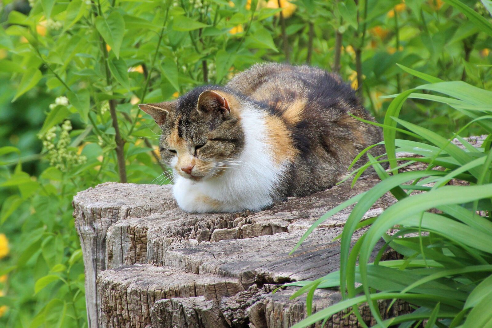 Canon EOS 600D (Rebel EOS T3i / EOS Kiss X5) sample photo. Cat, tree stump, landscape photography