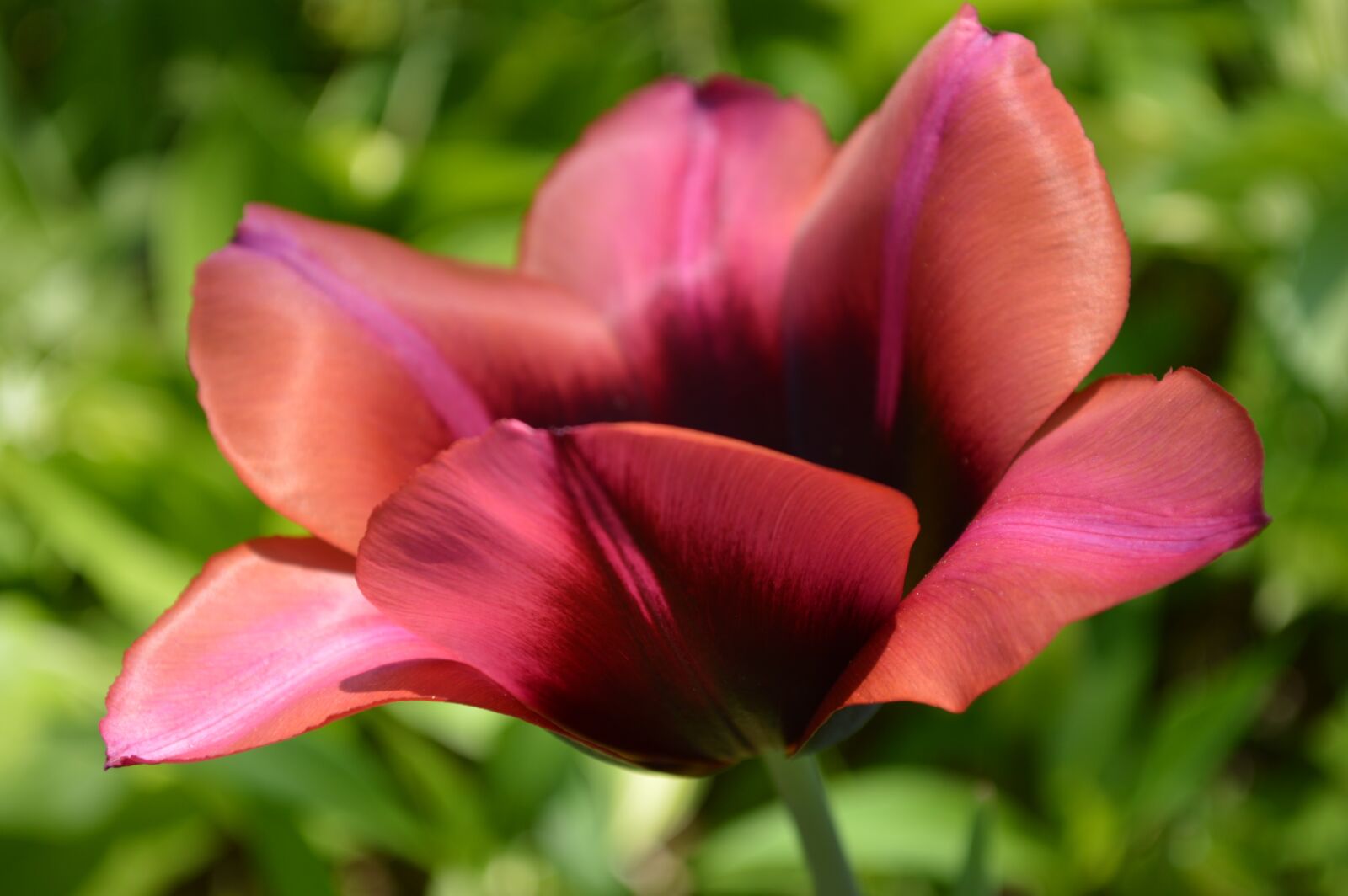 Nikon D3200 sample photo. Red, tulip, bicolor tulip photography