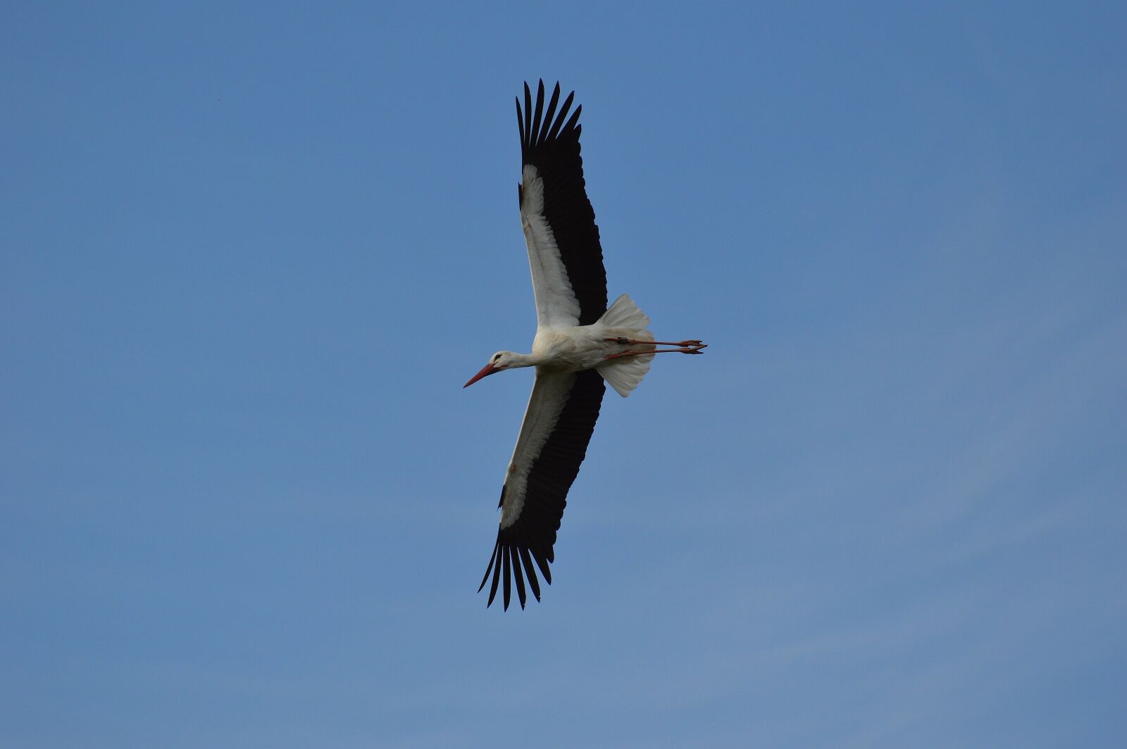 Nikon D3200 sample photo. Stork, flying, elegant photography