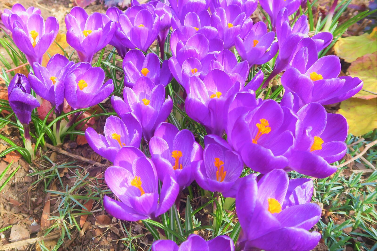 Canon PowerShot G7 X sample photo. Crocus, spring, flower photography