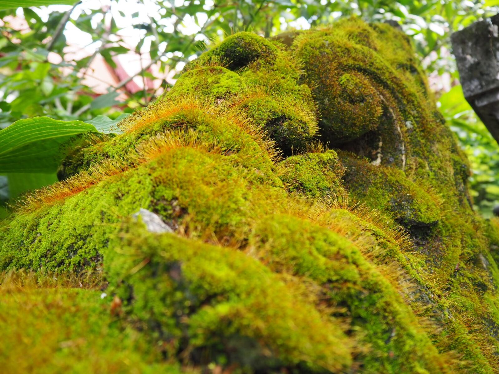 Olympus OM-D E-M10 III sample photo. Mos, nature, magnificent photography