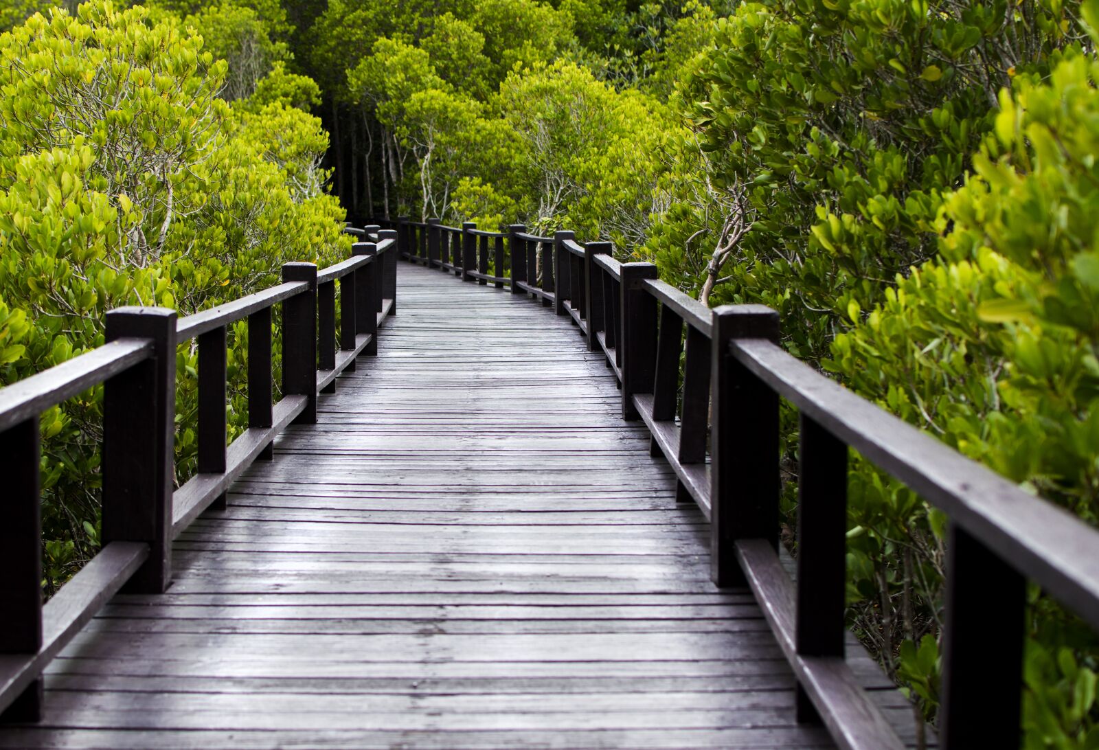 Nikon D3200 sample photo. Wood bridge, mangrove forest photography