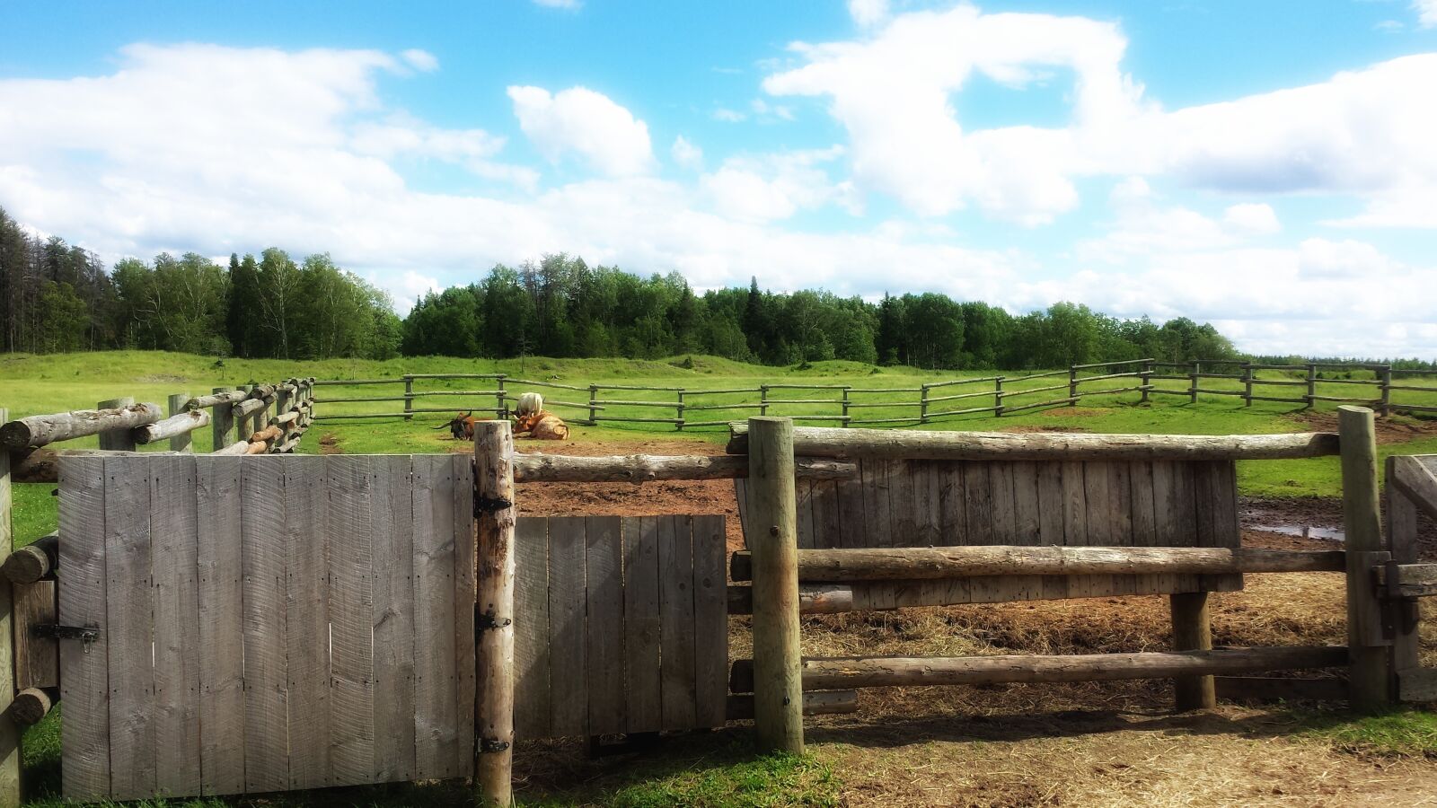 Samsung Galaxy S4 sample photo. Blue, sky, cows, farm photography