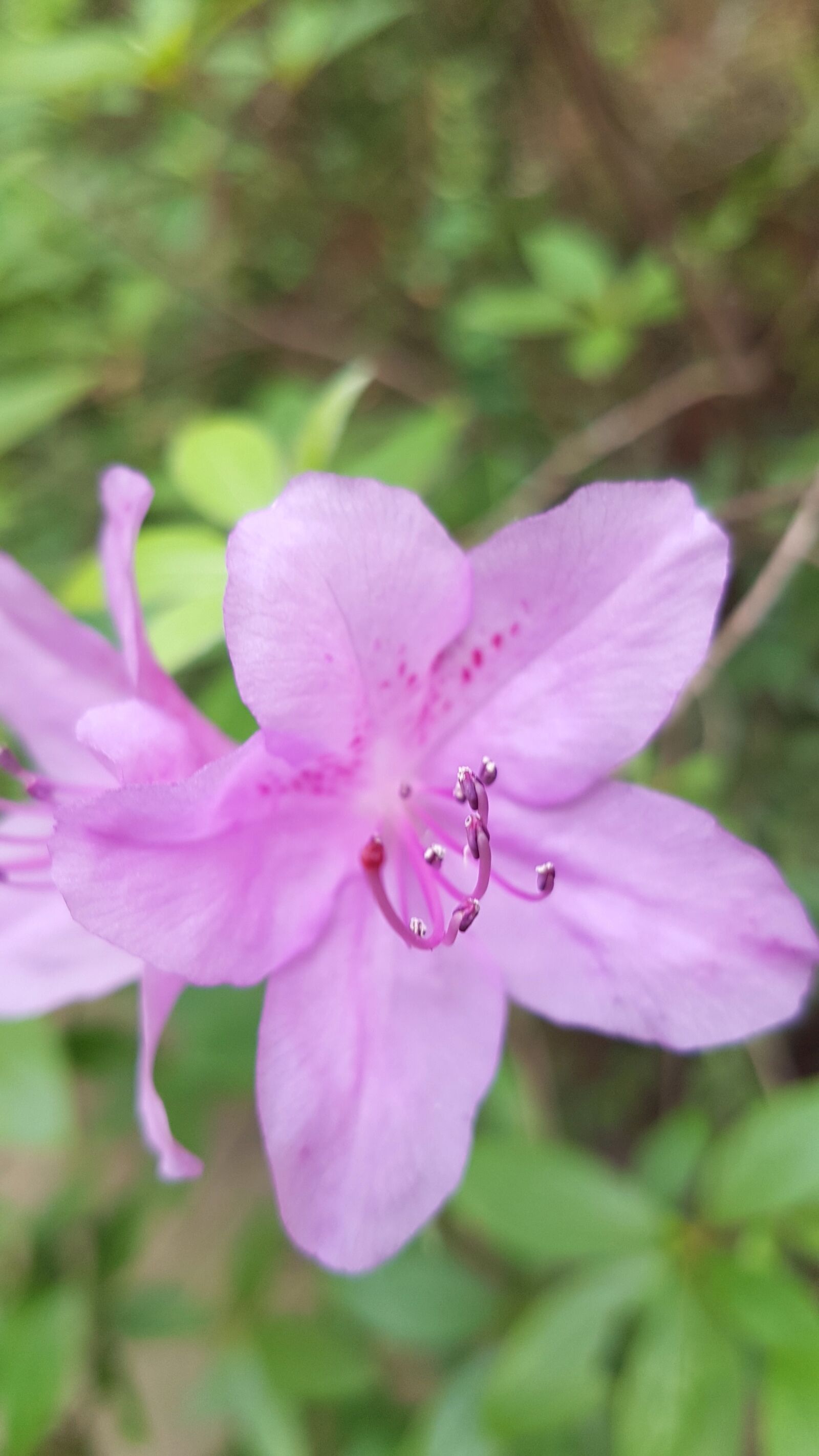 Samsung Galaxy S7 Edge sample photo. Azalea, spring, flowers photography