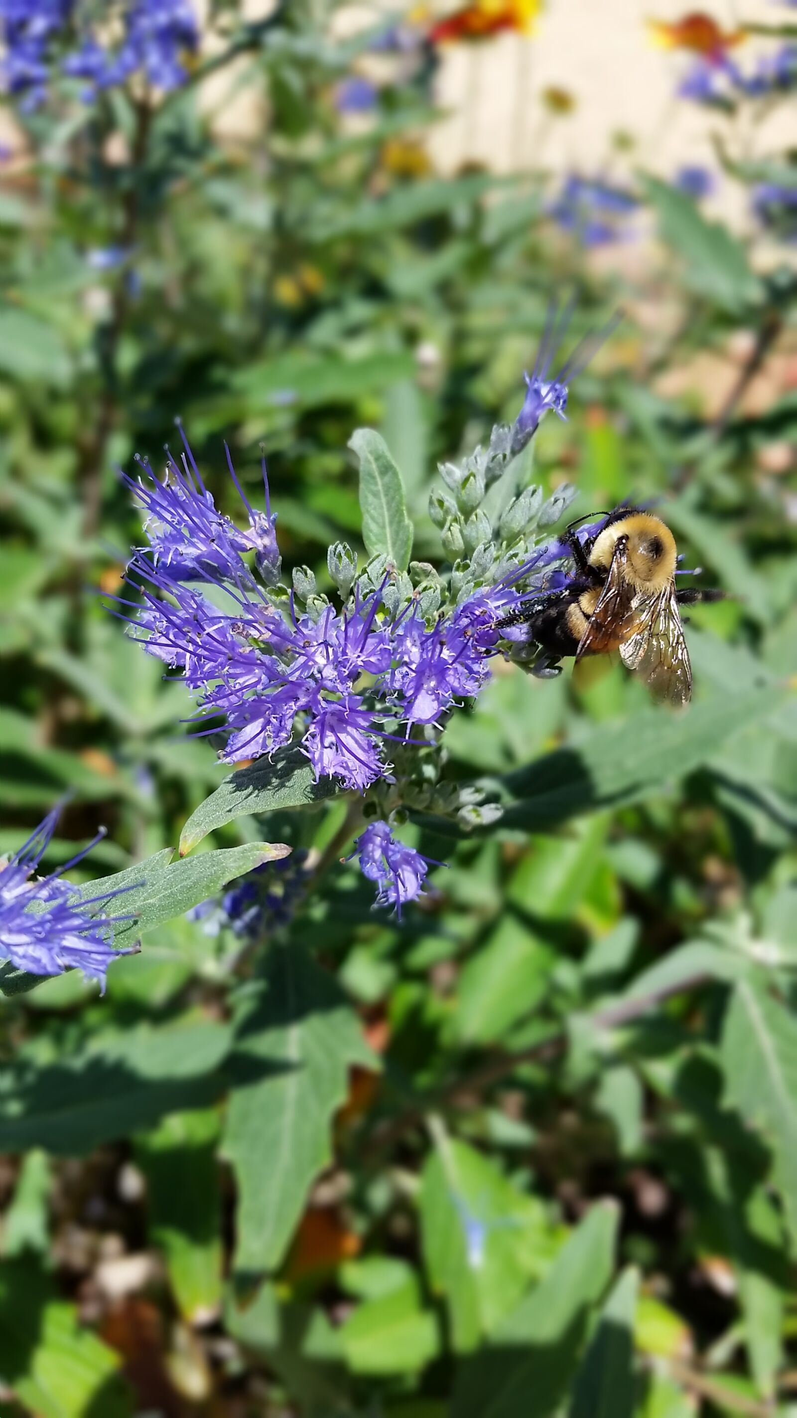 Samsung Galaxy S5 sample photo. Bee, butterfly bush, purple photography