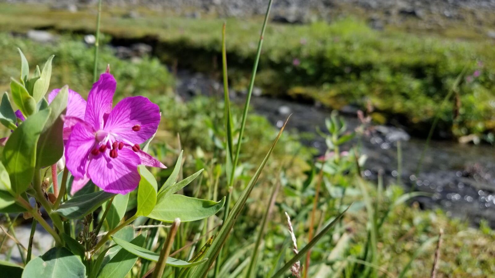 Samsung Galaxy S8 sample photo. Alaska, beautiful, flowers, calm photography