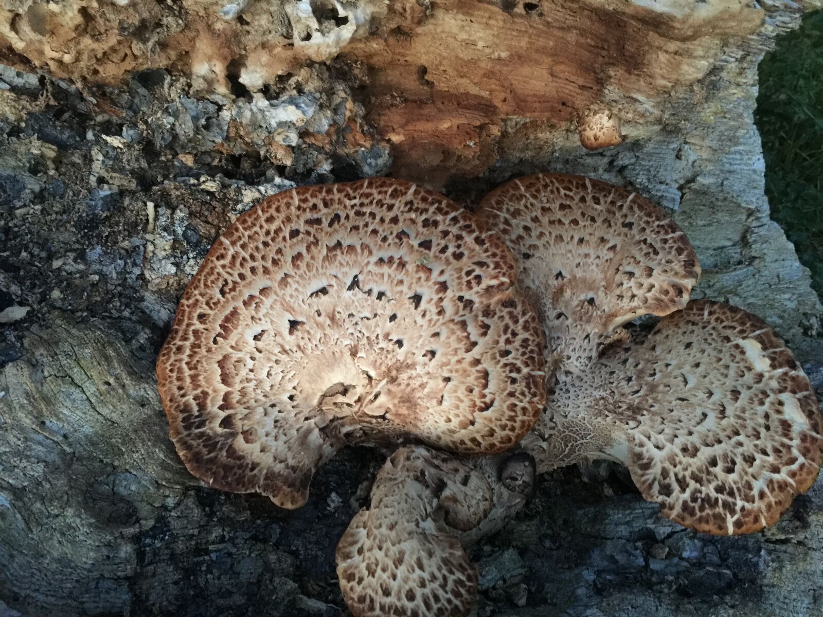 iPhone 6 Plus back camera 4.15mm f/2.2 sample photo. Fungus, texture, mould, tree photography