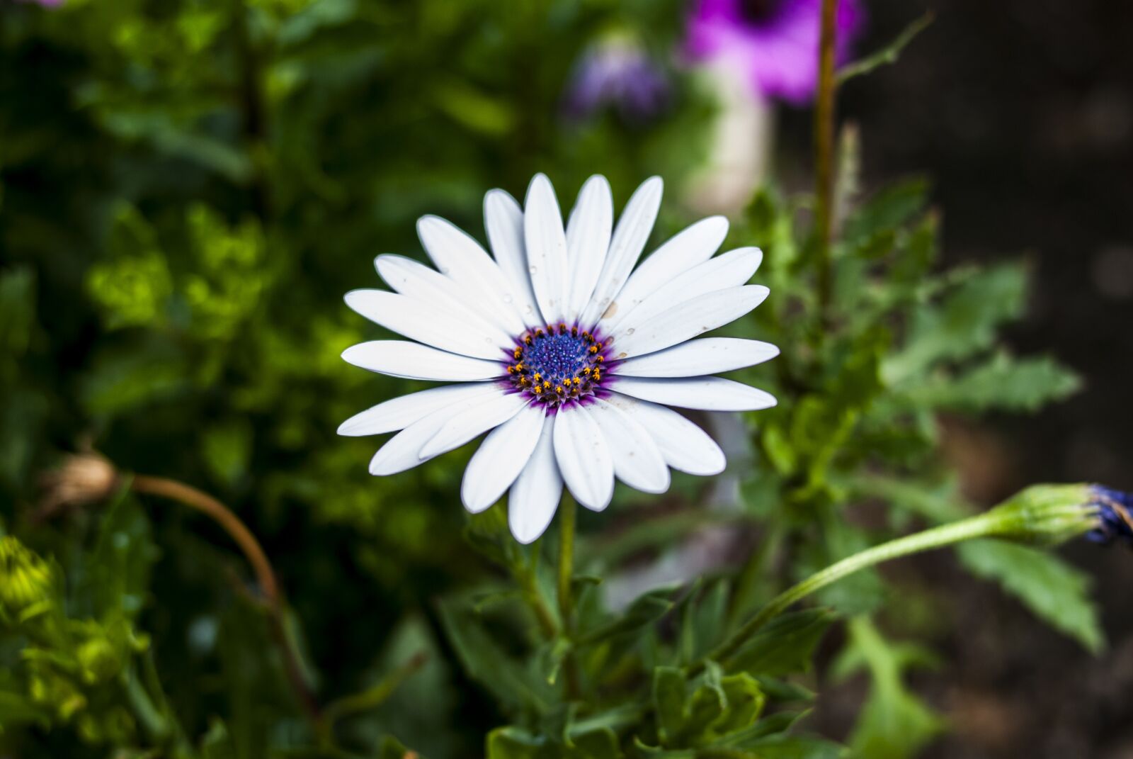 Nikon D60 sample photo. Flower, nature, plant photography