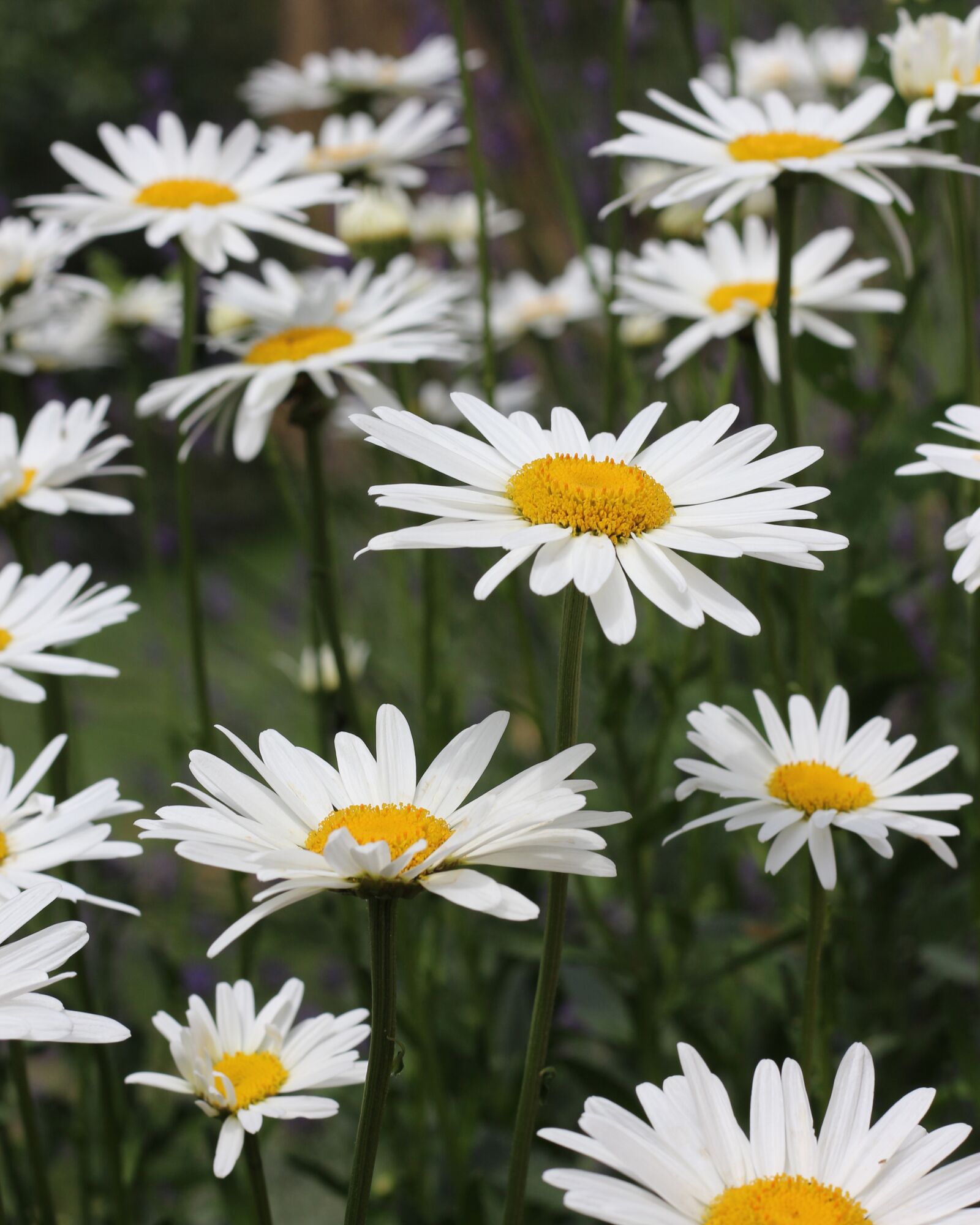 Canon EOS 700D (EOS Rebel T5i / EOS Kiss X7i) sample photo. White flowers, white, floral photography