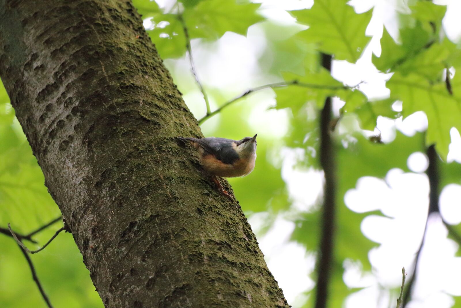 150-600mm F5-6.3 DG OS HSM | Contemporary 015 sample photo. Bird, nature, tree photography