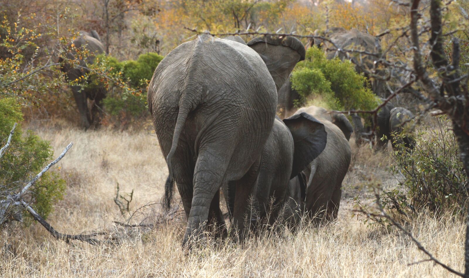 Canon EF75-300mm f/4-5.6 sample photo. Elephants, herd, wildlife photography