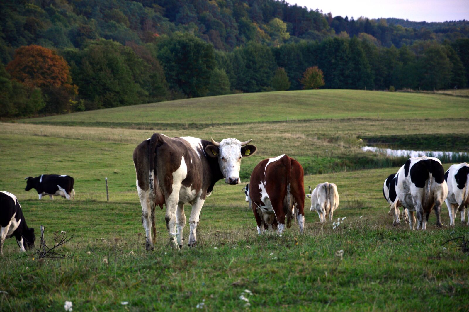 Nikon D3200 sample photo. Landscape, cows, nature photography