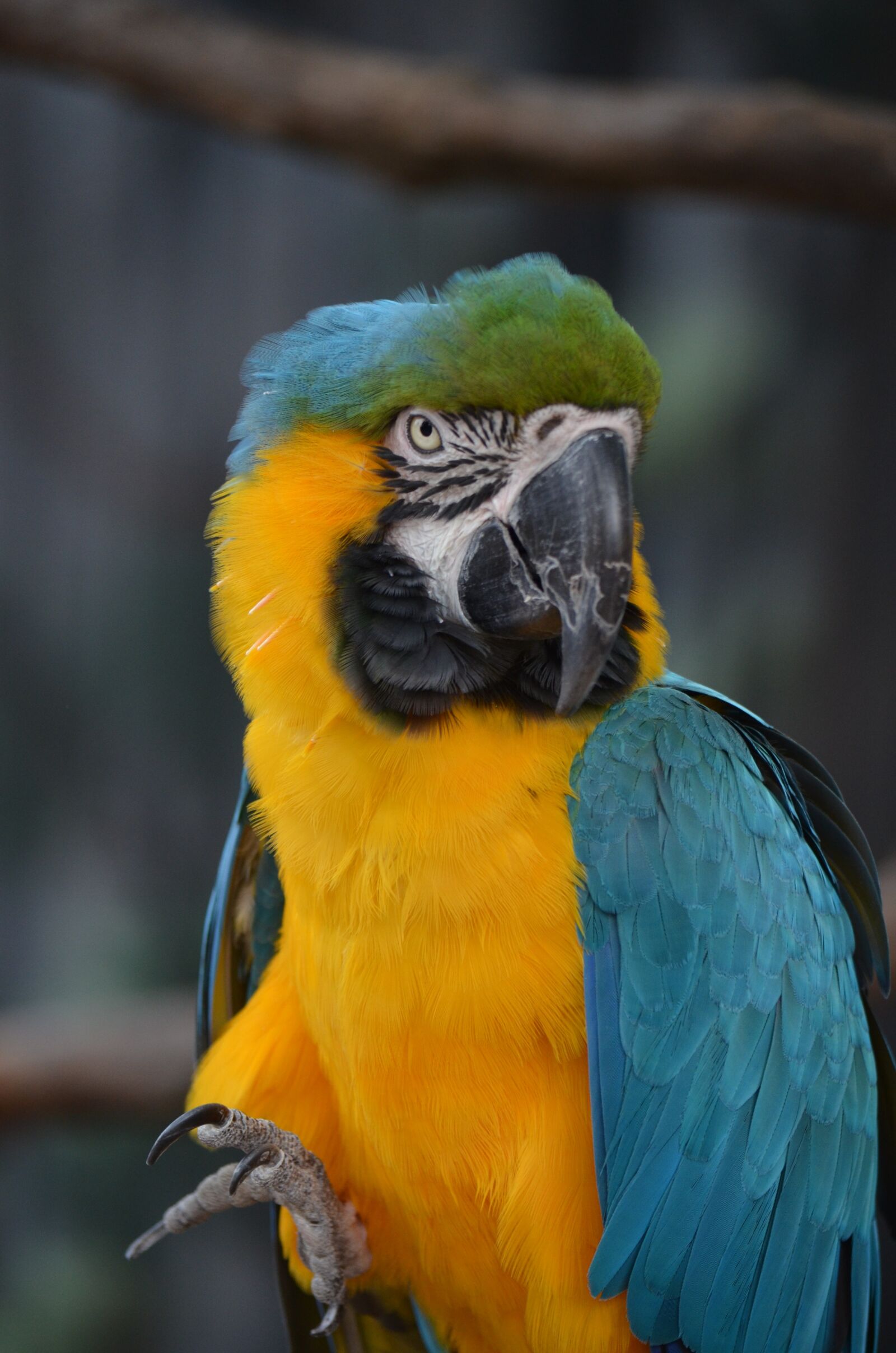Nikon D7000 sample photo. Bird, macaw, parrot photography
