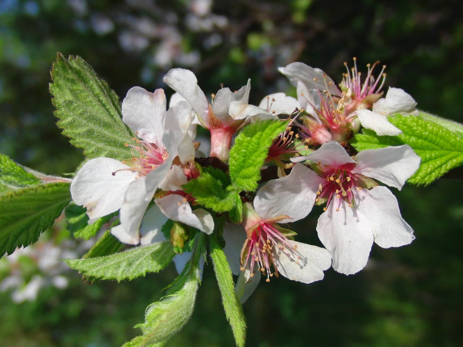 CASIO EX-FC100 sample photo. Cherry, bloom, spring photography