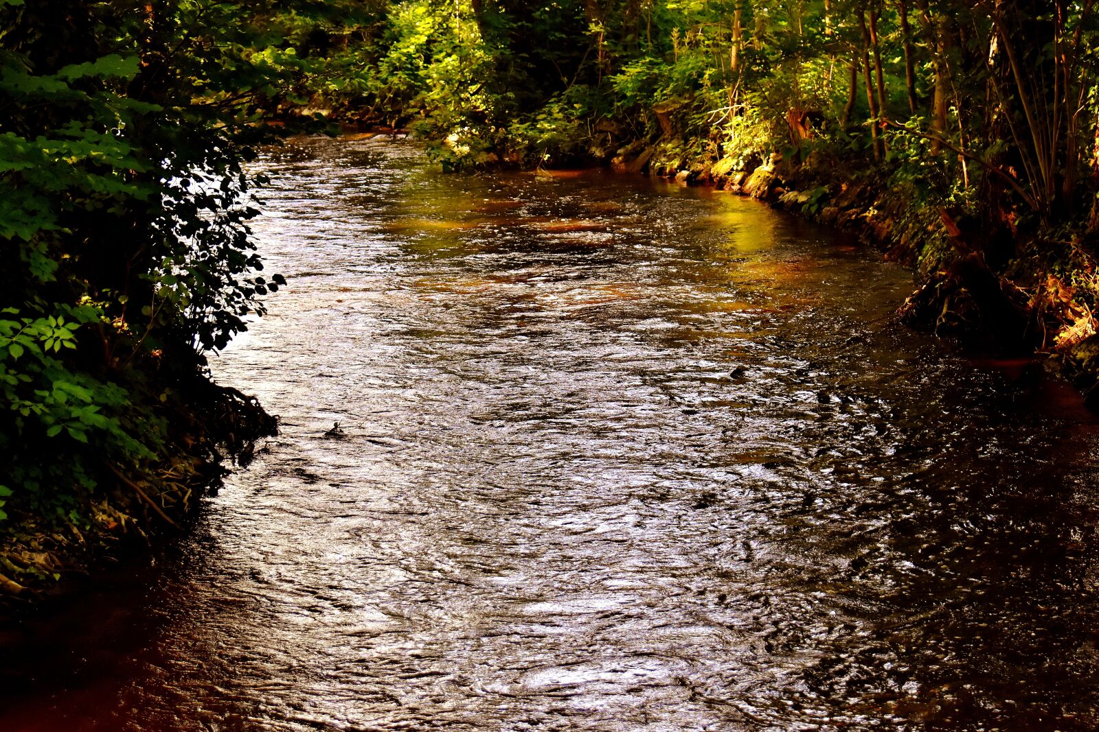 Nikon D7200 sample photo. Bach, forest, water photography
