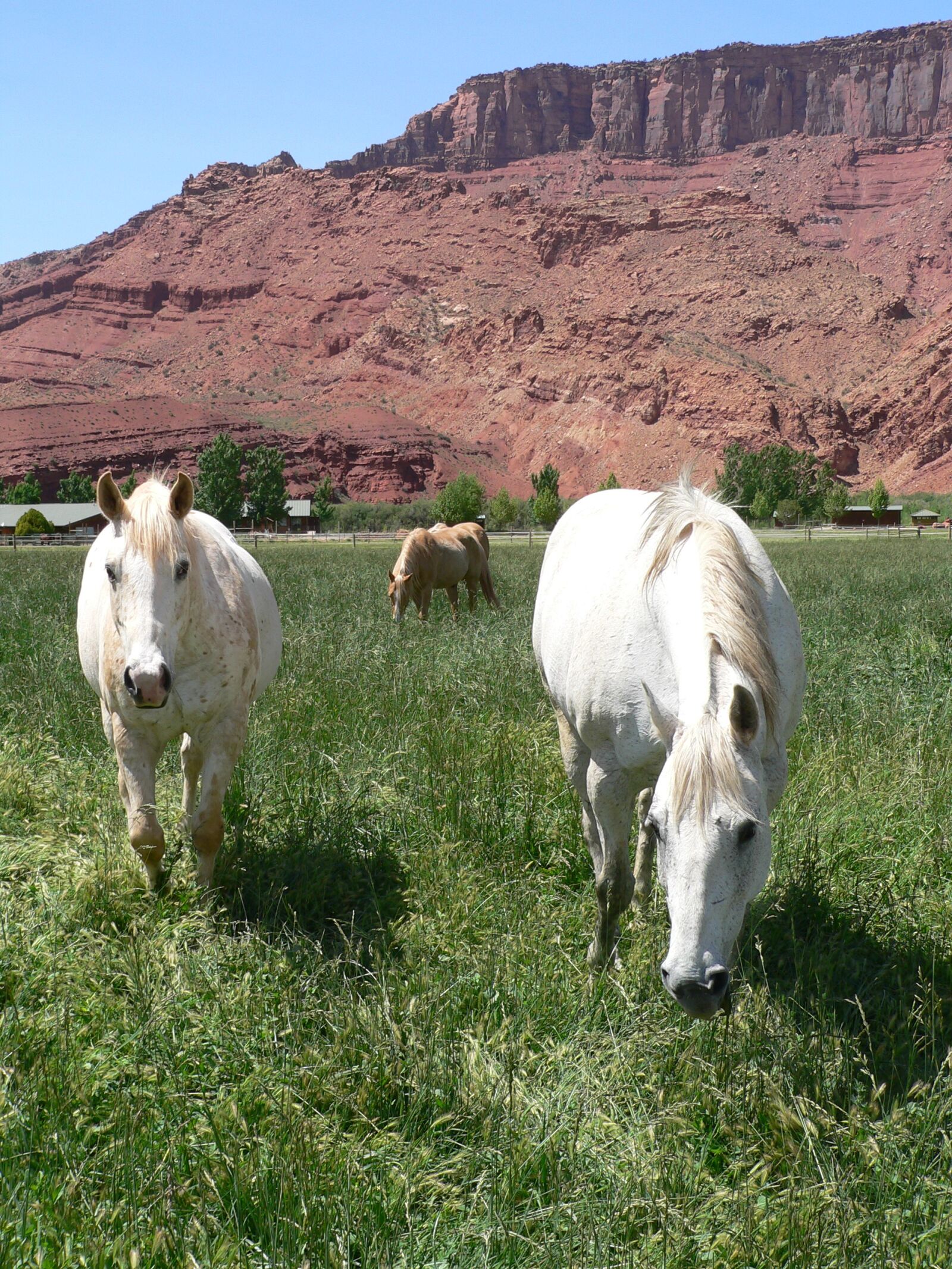 Panasonic DMC-FZ20 sample photo. Horses, grazing, colorado photography