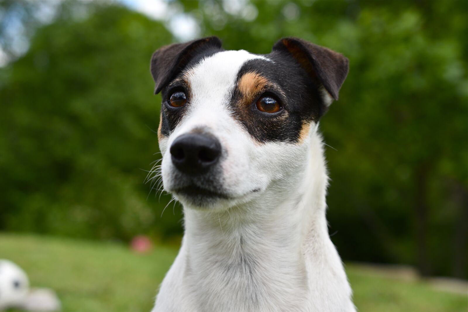 Nikon D5600 sample photo. Dog, jack russel, animal photography