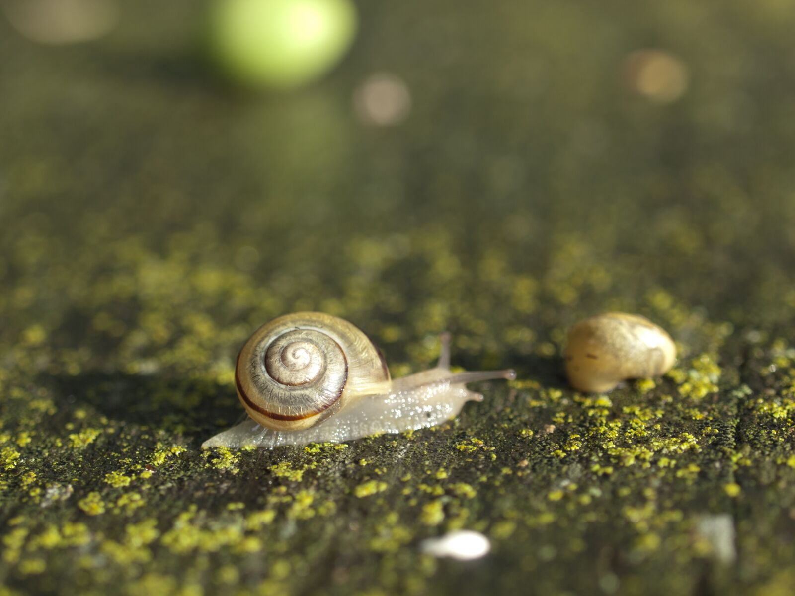 OLYMPUS 35mm Lens sample photo. Snail, seashell, nature photography