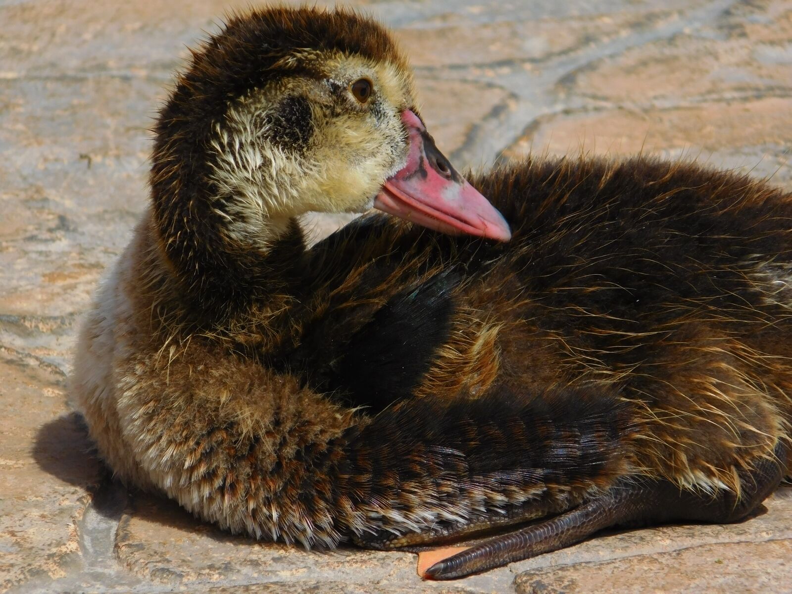 Nikon Coolpix L840 sample photo. Duck, animal, biped photography