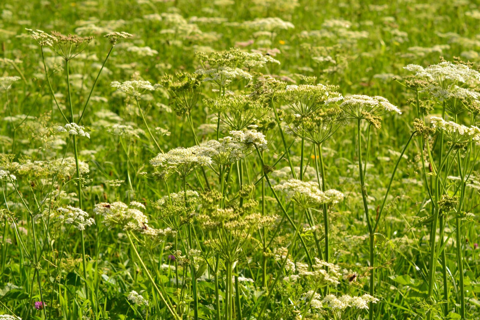 Nikon D3100 sample photo. Meadow, summer, flowers photography