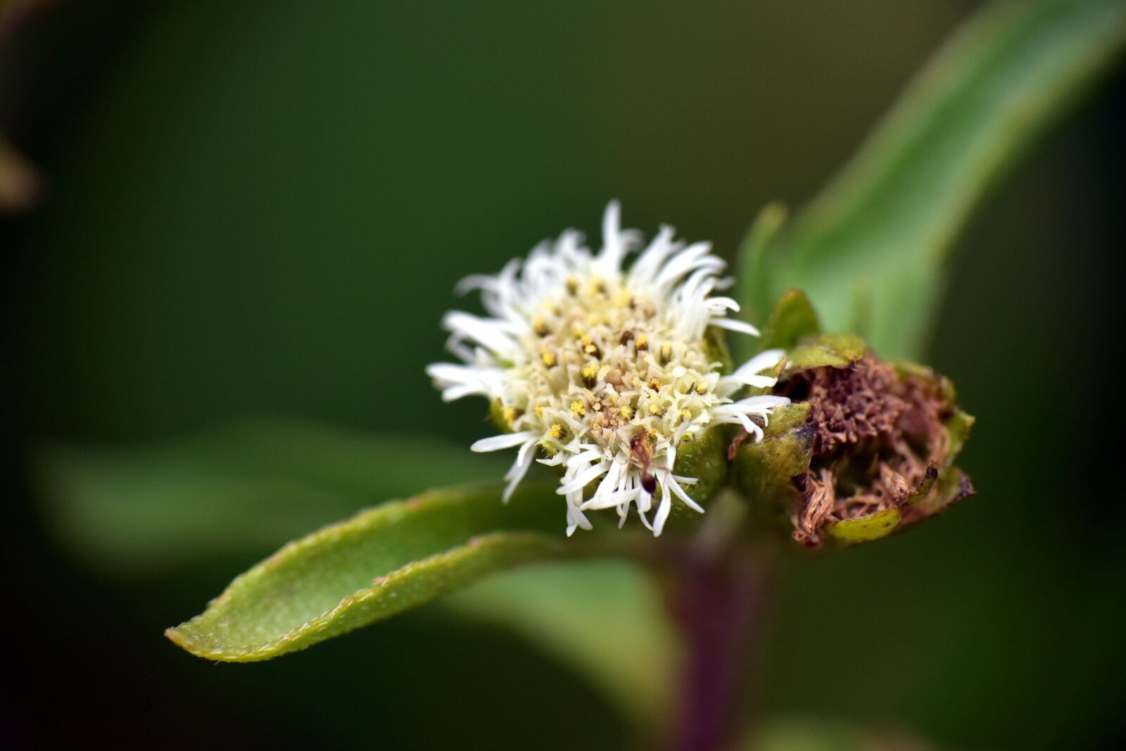 Nikon D5600 sample photo. Wildflower, macro photography, white photography